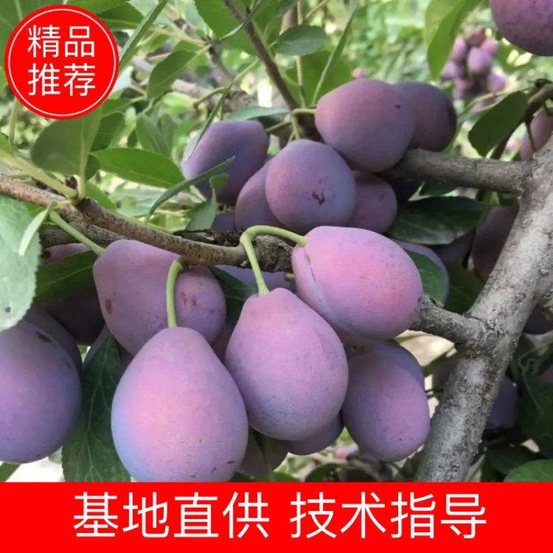 【优选苗】西梅苗法兰西兰蜜卯爷女神金西梅苗