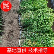 基地出售小叶黄杨，高度30-40-50公分工程绿篱用