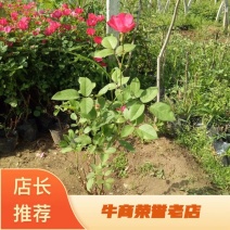 基地出售蔷薇花苗红花蔷薇高度40-80公分