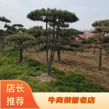 基地出售造型黑松造型油松泰山迎客松平顶松