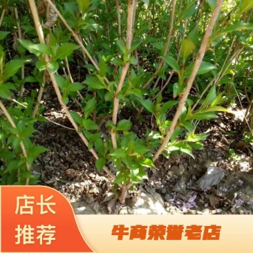 基地出售红王子锦带高度50-80公分3分枝