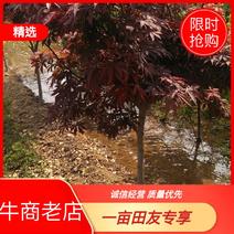 基地出售日本红枫地径5-12公分日本红枫北方货耐寒