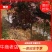 基地出售日本红枫地径5-12公分日本红枫北方货耐寒