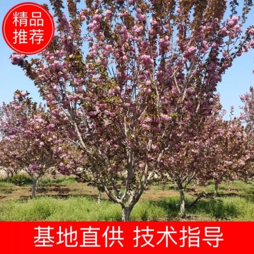 出售地径12-15-18公分樱花晚樱樱花树绿化工程