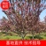 出售地径12-15-18公分樱花晚樱樱花树绿化工程