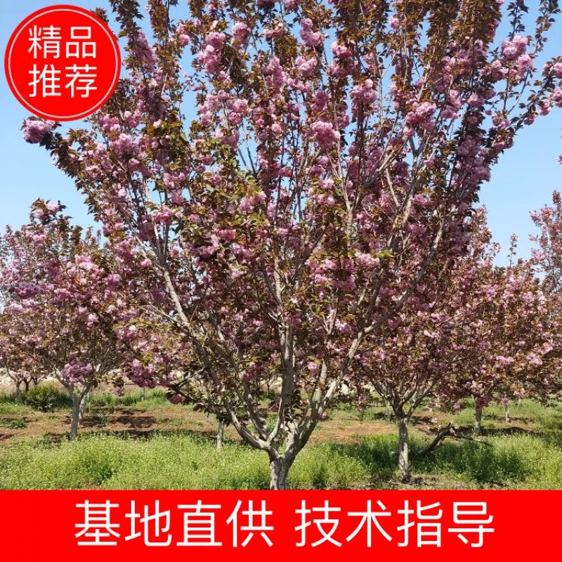 出售地径12-15-18公分樱花晚樱樱花树绿化工程
