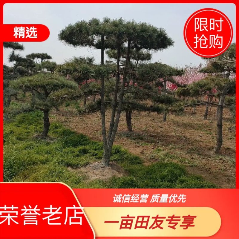 基地出售造型松小规格景松地径10-12公分平顶松