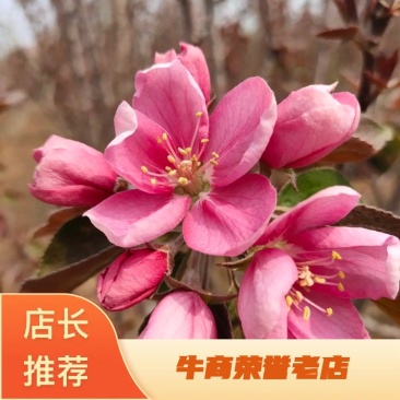 基地出售芭蕾舞海棠地径4-6公分花色漂亮工程绿化