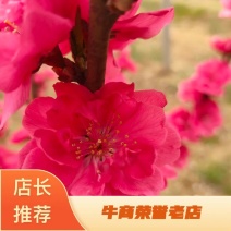 基地出售龙柱碧桃地径4公分5公分6公分招手桃