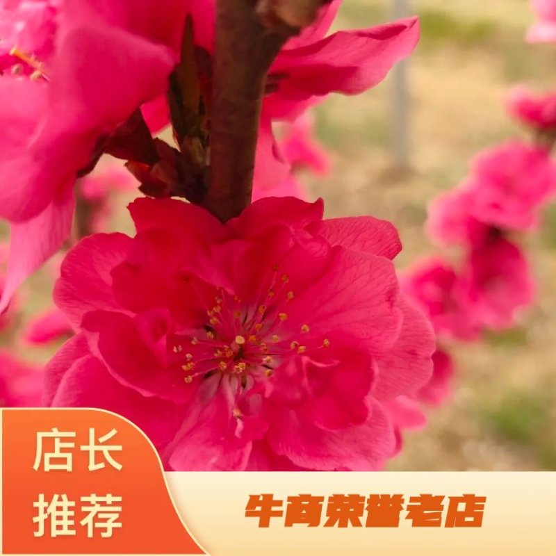基地出售龙柱碧桃地径4公分5公分6公分招手桃