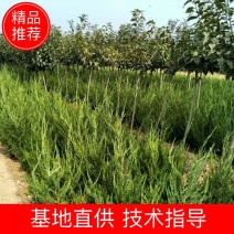 基地出售工程龙柏苗高度40公分50公分60公分小龙柏苗