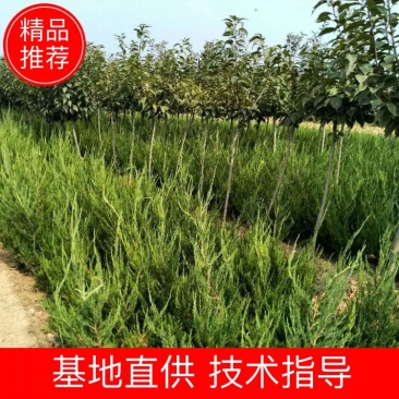 基地出售工程龙柏苗高度40公分50公分60公分小龙柏苗