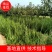 基地出售工程龙柏苗高度40公分50公分60公分小龙柏苗