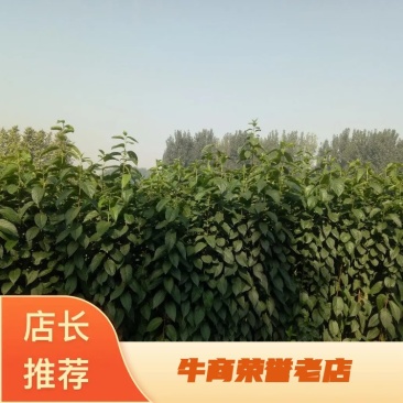 基地出售杜仲苗药材树种可上绿化工程用途广泛
