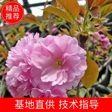 基地出售樱花苗日本晚樱苗重瓣花色粉红漂亮晚樱樱花苗
