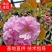基地出售樱花苗日本晚樱苗重瓣花色粉红漂亮晚樱樱花苗