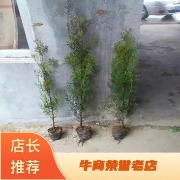 出售柏树苗高度1米～2米墓地专用荒山绿化工程用