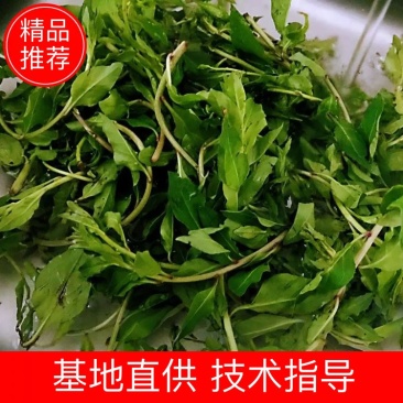 基地出售高产菜枸杞苗菜用枸杞食用枸杞叶包成活