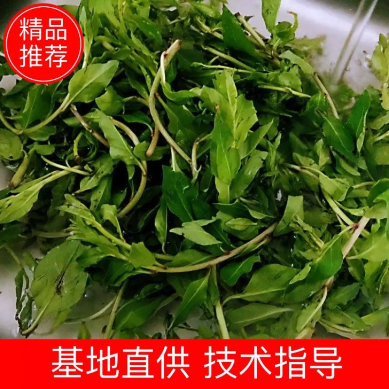 基地出售高产菜枸杞苗菜用枸杞食用枸杞叶包成活