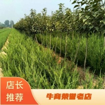 龙柏苗50公分小龙柏工程绿篱专用绿化效果好
