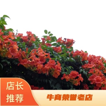 凌霄美国凌霄花苗花期