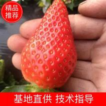 牛奶草莓苗奶油草莓苗口感好，产量高易栽植