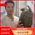 6，7，8斤老甲鱼。诚信经营，懂货的联系小游品质保证