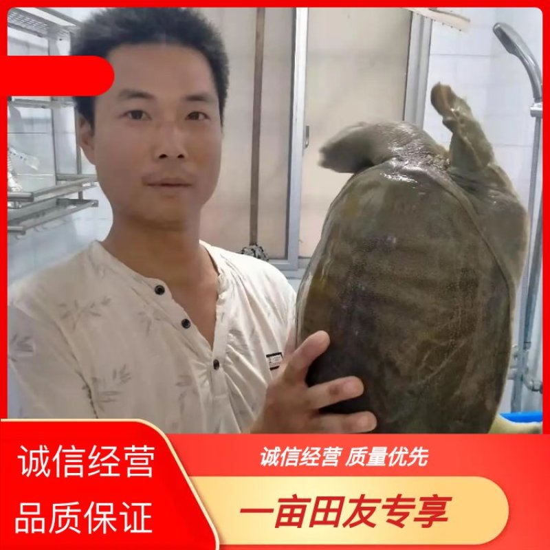 6，7，8斤老甲鱼。诚信经营，懂货的联系小游品质保证