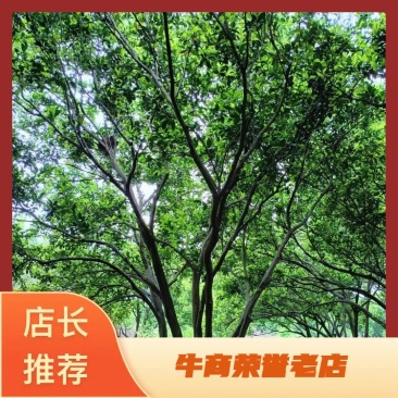 丛生胡柚，，冠300~400cm，欢迎全国各地老板进店商议