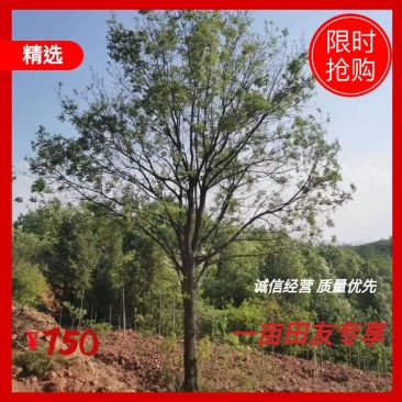 黄连木12～15公分，批量装车供应，欢迎全国各地老板进店商议