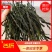云南精品干豆角，精选嫩豆角，口感不柴无丝，铁锅炖配菜专用