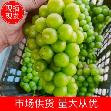巨峰青无核葡萄，加工果大量有货，颗粒均匀，欢迎各位加工厂