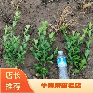 冬青小苗大叶黄杨苗，冬青大杯苗，大叶黄杨色块苗