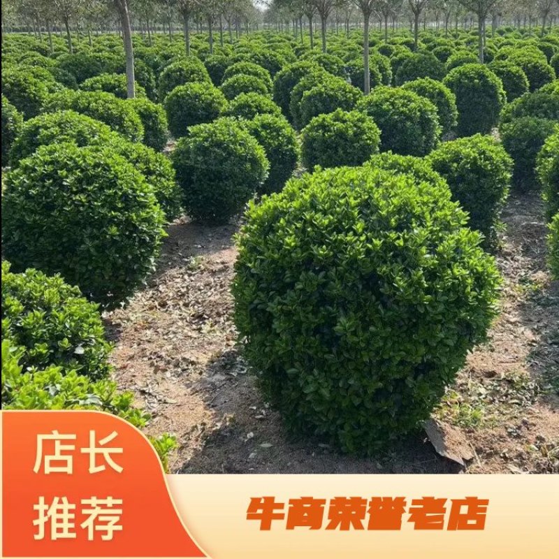 大叶黄杨球冬青球大叶黄杨苗冬青球根苗80-2米