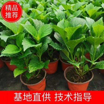 绣球花、八仙花、无尽夏花卉植物，圆椎木锈球