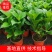 绣球花、八仙花、无尽夏花卉植物，圆椎木锈球