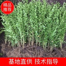 小叶女贞球80一2米长年供应小叶女贞苗