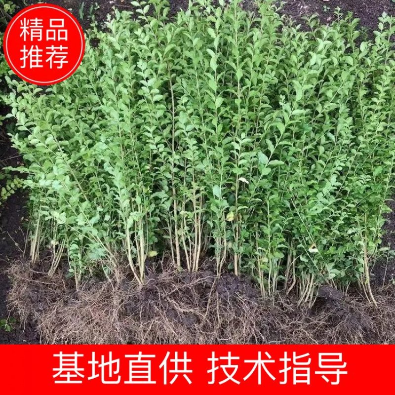 小叶女贞球80一2米长年供应小叶女贞苗