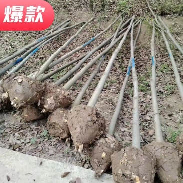 榉树、榉树苗4-8公分，榉树，长期供应，价格实惠