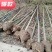 榉树、榉树苗4-8公分，榉树，长期供应，价格实惠