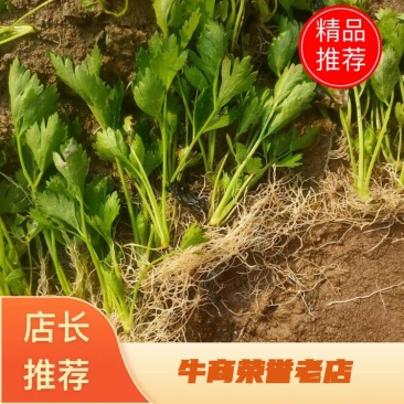 山东芹菜苗商河自有基地种植西芹菜苗根茎粗壮包成活率