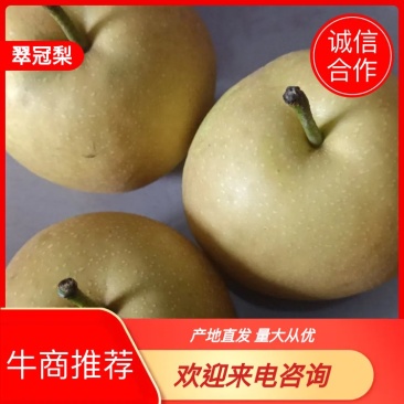 湖南翠冠梨产地直发诚信合作量大从优欢迎来电咨询