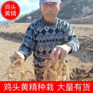 2025产地供应正宗承德鸡头黄精种栽，亩产万斤货真价实