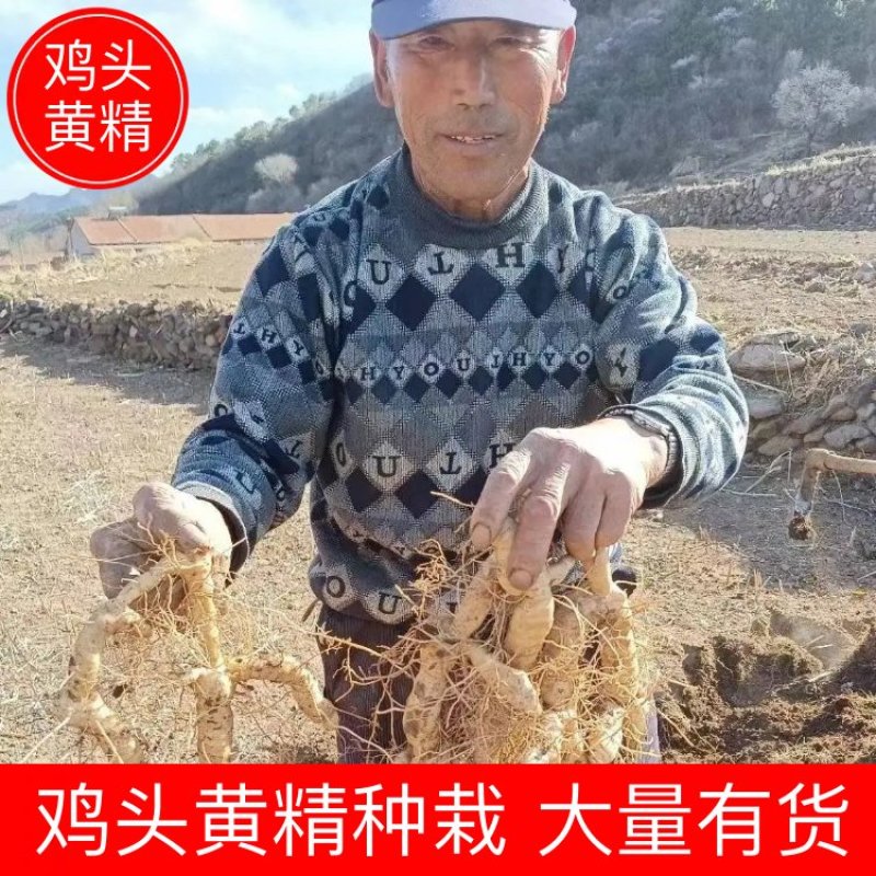 2025产地供应正宗承德鸡头黄精种栽，亩产万斤货真价实
