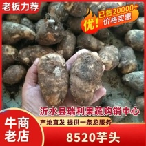 山东8520芋头大量上市，产地直供，品质保障，量大优惠