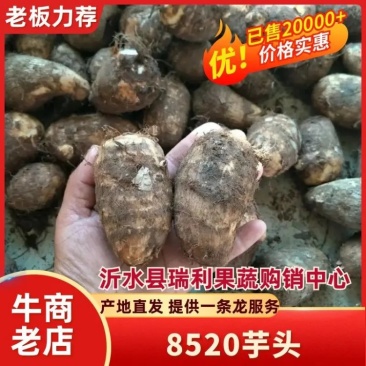 山东8520豆芋头大量上市，产地直供，品质保障，量大优惠