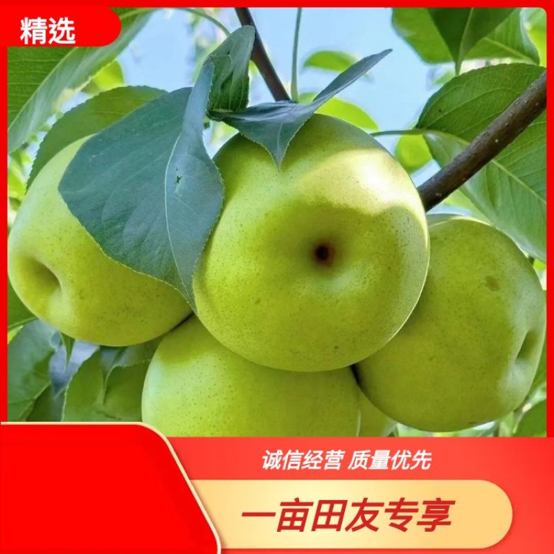 河北精品皇冠梨自家产地质量保证量大价优视频看货