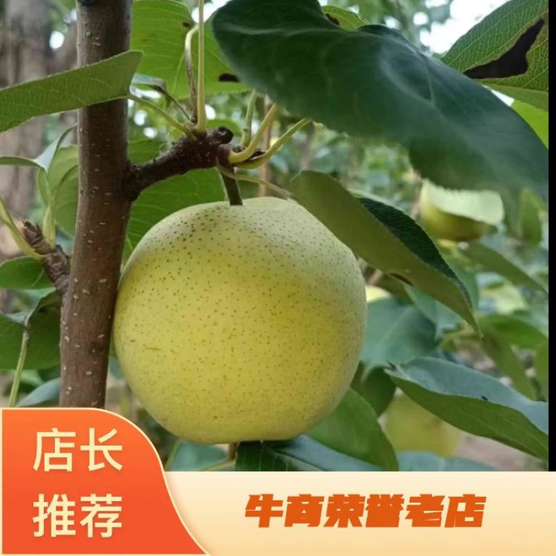 精品皇冠梨基地直发质量保证量大价优欢迎来电