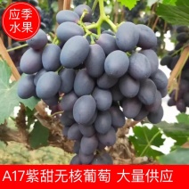 A17紫甜无核葡萄河北紫甜无核葡萄产地直发量大从优