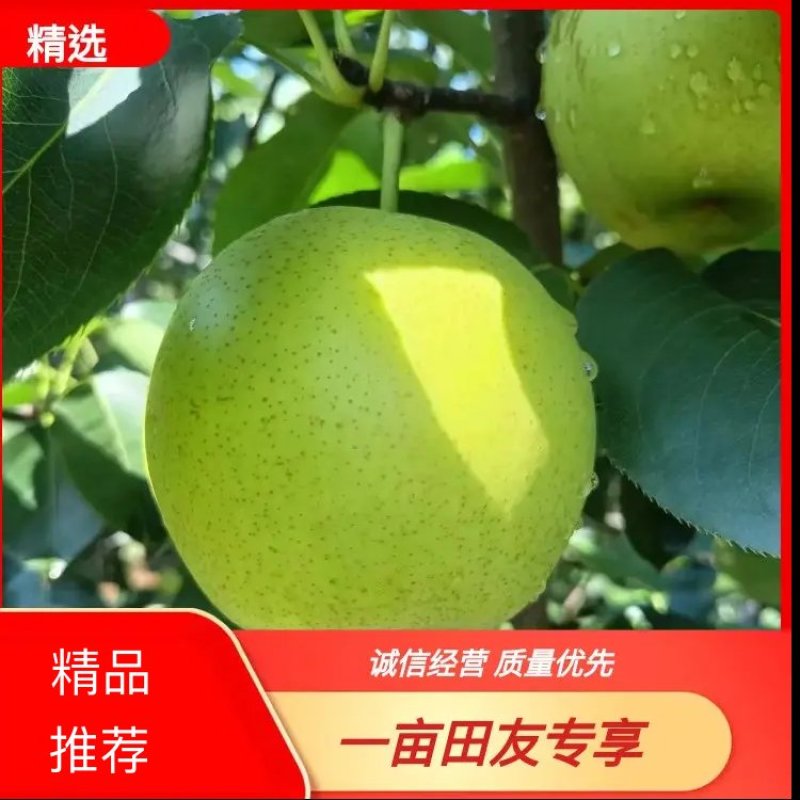 精品皇冠梨现摘现发质量保证欢迎来电咨询下单